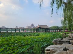 -莲花池公园