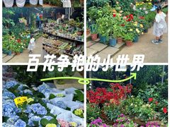 -桂林市花鸟市场