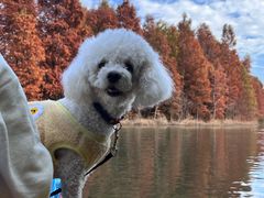 -上海海湾国家森林公园