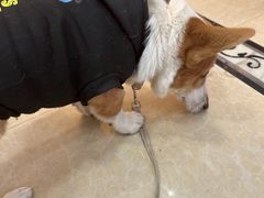 -宠颐生汉谟拉比宠物医院