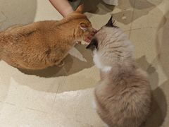 -藏猫猫咖啡主题馆(中央大道店)