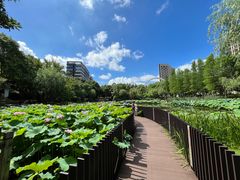 -陈家山荷花公园