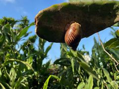 -南国桃园旅游度假区