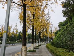 -鸿恩陶然大观园