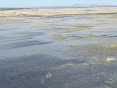 -南大港湿地风景区