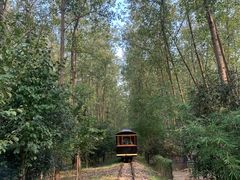 -合肥滨湖国家森林公园