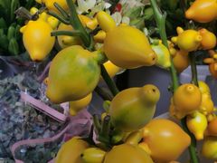 -循礼门鲜花花市(武汉循礼门店)