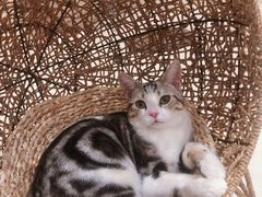 -飞行喵MR PILOT|猫舍·猫咖(静安大融城店)