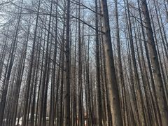 -日照海滨国家森林公园