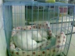 -PETKIT 小佩宠物·低压洗护·美容·寄养(安远店)