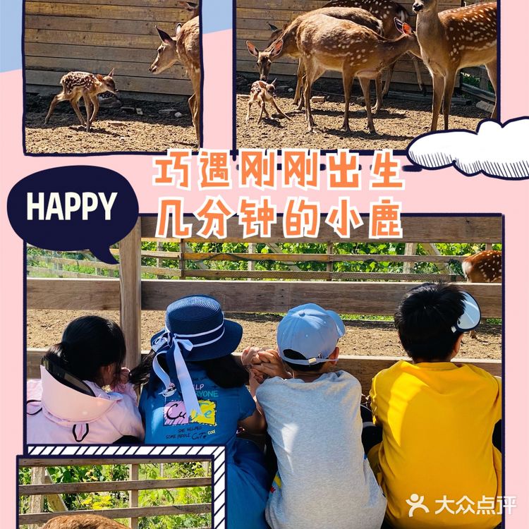 圣露庄园～遛娃实战攻略