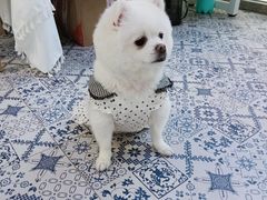 -苗祖咖啡(洛克时代中心店)