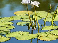 -国家植物园南园