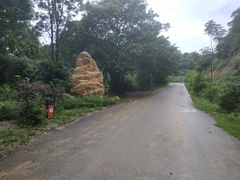 -黄埔油麻山森林公园