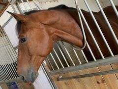 -松声马术俱乐部