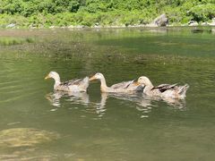 -白河湾生态旅游一条川