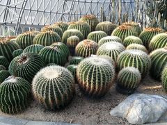 -深圳仙湖植物园