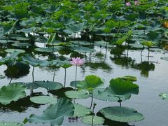 -荷塘月色湿地公园·向阳花洲