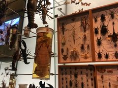 -美国自然历史博物馆