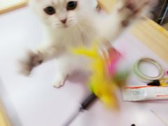 -十年猫舍·猫咪专门店(普陀店)