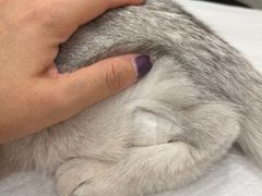 -萌兽医馆·犬猫专科·眼科中心·宠物医院(朝阳门分院)