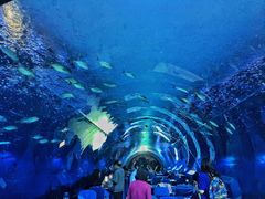-海棠湾洲际-涛·海底餐厅·美人鱼·自助餐·海底隧道