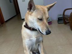 -灵美宠物诊所