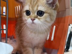 -四月宠物医院·猫专科·心脏专科·内科(转塘店)