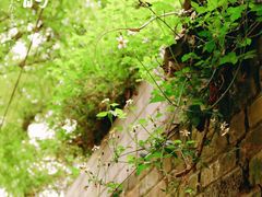 -扬美古镇景区