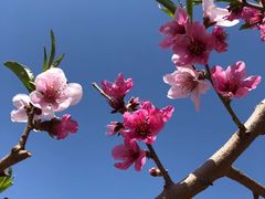 -杏花村文化旅游区