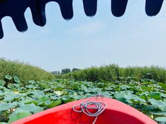 -白洋淀风景区