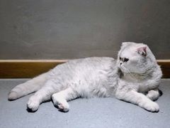 -飞行喵MR PILOT|猫舍·猫咖(静安大融城店)