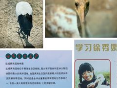 -盐城丹顶鹤湿地生态旅游区