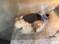 -momokira米努特·德文卷毛猫·棉花面纱犬