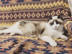 -喵屿·大理花园猫咖