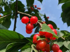 -樱桃山旅游景区