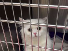 -安安宠医宠物医院·异宠·犬猫内科(岳阳分院)