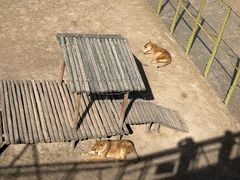 -青藏高原野生动物园