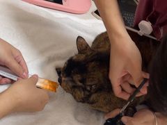 -瑞派康怡24h宠物医院·犬猫医疗中心·微创绝育(瑞景分院)