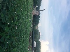 -红山村