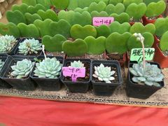 -北戴河集发农业梦想王国
