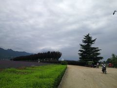 -曲江薰衣草庄园