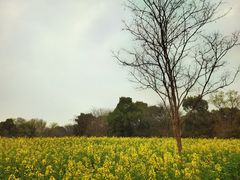 -良渚古城遗址公园