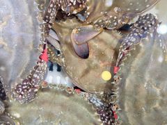 -金沙滩海鲜餐厅·海肠捞饭·手工水饺·无预制菜(梅江龙水园店)