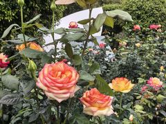 -人民公园(罗湖区)