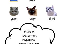 -翊宠yipet猫狗购宠庄园犬舍•猫舍