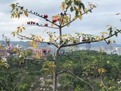 -聚龙山公园