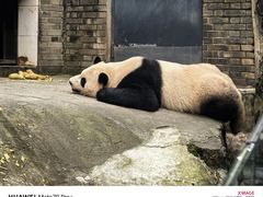 -都江堰中华大熊猫苑