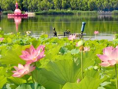 -莲花池公园