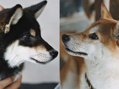 -柴犬高等学院·狗咖·柴犬售卖·宠物训练